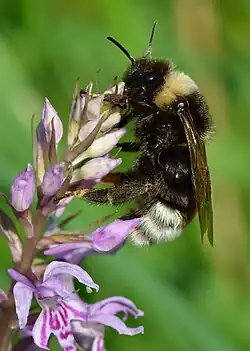 Bombus bohemicus femelle butinant un orchis de Fuchs en Estonie.