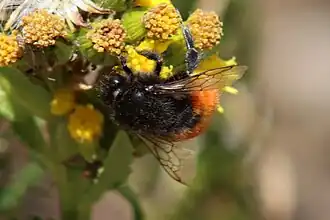 Description de l'image Bombus coccineus cerca de la laguna Rajucolta 02 (cropped).jpg.