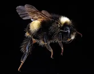 Description de l'image Bombus terricola.jpg.