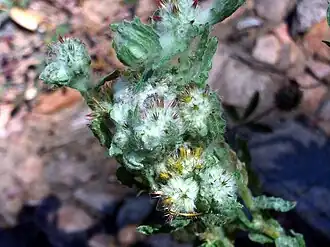 Description de l'image Bombycilaena erecta FlowerCloseup 17May2009 DehesaBoyaldePuertollano.jpg.