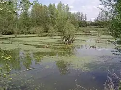 Le marais de Bonnance.