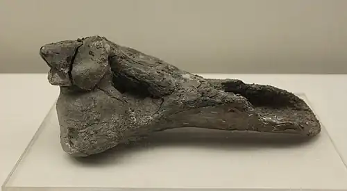 Bêche dans un humérus de gros animal, (L. 24 cm)Site de Bashidang. Musée du Hunan.