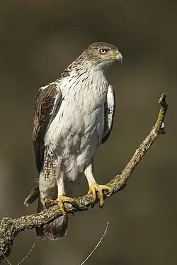 Aigle posé sur une branche, avec le corps blanc, les ailes et la tête brunes, et regardant à droite.