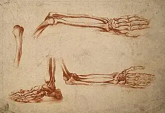 Bones of the foot, forearm, and hand, gravure en manière de crayon (n. d., Wellcome Collection).