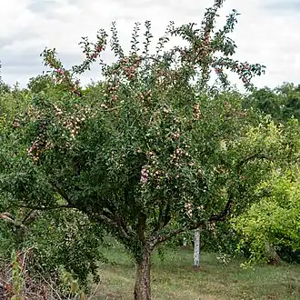 Description de cette image, également commentée ci-après