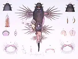 Dessin de dissection par Souleyet (1852) : 1-2. rhinophores ; 3. vue générale ; 4-6. appendices branchiaux et système respiratoire ; 7-10. : masse buccale (mâchoires, radula) ; 11-15. système nerveux.