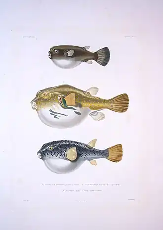 Description de l'image Bonite-poissons-pl10.jpg.