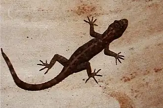 Description de l'image Bonn zoological bulletin - Cnemaspis shahruli.jpg.