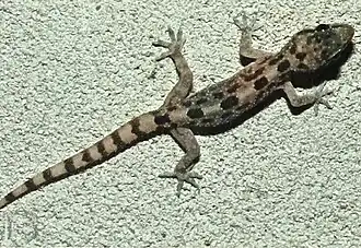 Description de l'image Bonn zoological bulletin - Hemidactylus angulatus.jpg.