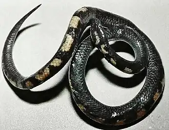 Description de l'image Bonn zoological bulletin - Lycophidion albomaculatum.jpg.