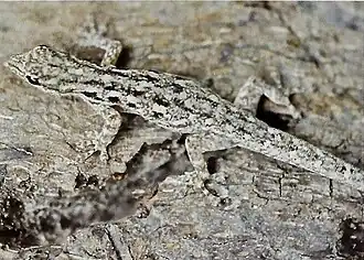 Description de l'image Bonn zoological bulletin - Lygodactylus gutturalis.jpg.