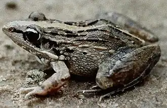 Description de l'image Bonn zoological bulletin - Ptychadena bibroni.jpg.