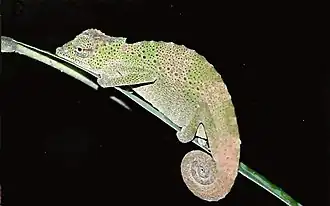 Description de l'image Bonn zoological bulletin - Trioceros camerunensis.jpg.