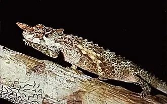 Description de l'image Bonn zoological bulletin - Trioceros pfefferi (male).jpg.