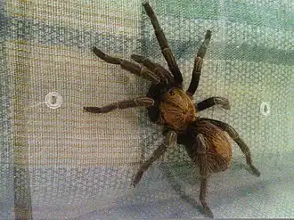 Description de l'image Bonnetina rudloffi.jpg.