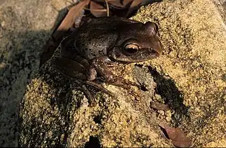 Description de l'image Boophis periegetes.jpg.