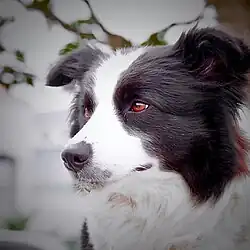Border Collie.