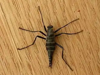 Chiromyzinae : Boreoides subulatus