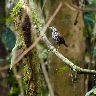 Description de l'image Bornean Wren- (or Ground-) Babbler (13997632799).jpg.