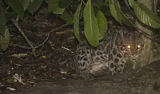 Neofelis diardi qui se cache au sol sous des feuillages. Photo de nuit, les yeux apparaissent orange très brillant.
