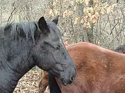 Tête d'un cheval noir vu de profil devant un autre cheval de couleur rousse.