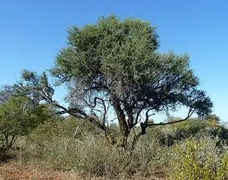 Description de cette image, également commentée ci-après