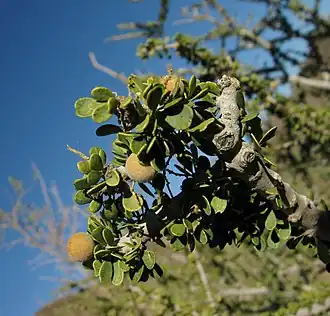 Description de l'image Boscia foetida fruit and leaves IMG 8631.JPG.