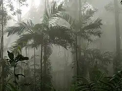 Jungle humide, chaîne de montagnes côtières, La Guaira