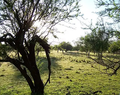 Bosquet d'espinillos près du Río Queguay en août 2008.