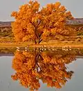 Feuilles oranges sur un arbre Populus fremontii aux États-Unis.
