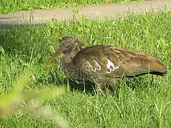 Bostrychia carunculata.