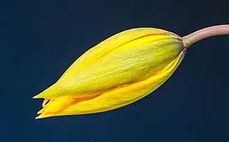 Fleur de Tulipa sylvestris au De Famberhorst&nbsp;(nl). Avril 2022.