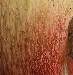 Réseau jaunâtre du Bolet à beau pied (Caloboletus calopus)