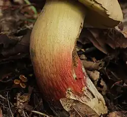 Pied jaune et rouge.