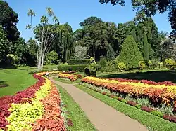 Jardin botanique de Peradeniya.