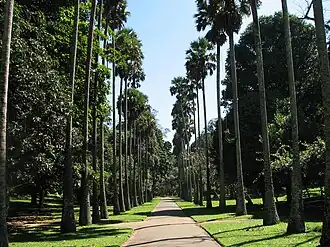 Image illustrative de l’article Jardin botanique de Peradeniya