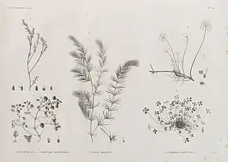 Description de l'image Botanique. 1. Nayas muricata; 2. Parietaria alsinefolia; 3. Nayas graminea; 4.4'. Marsilea ægyptiaca (NYPL b14212718-1268682).jpg.