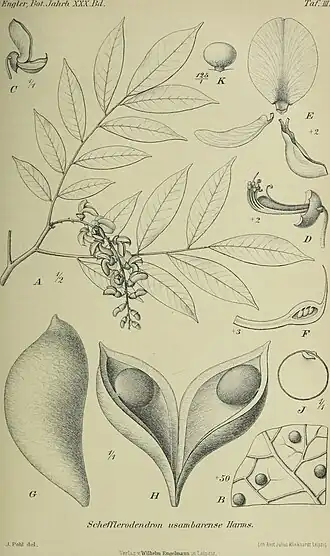 Description de l'image Botanische Jahrbücher für Systematik, Pflanzengeschichte und Pflanzengeographie (1902) (20215742619).jpg.