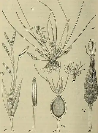 Description de l'image Botanische Jahrbücher für Systematik, Pflanzengeschichte und Pflanzengeographie (1904) (20402793025).jpg.