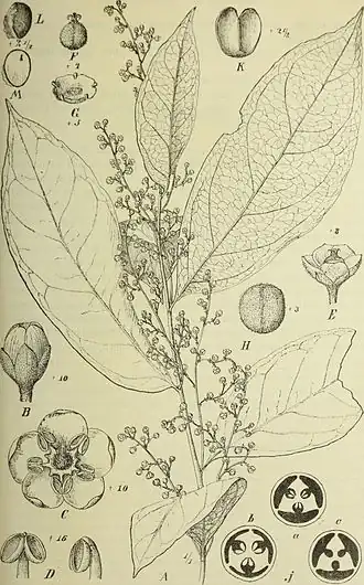 Description de l'image Botanische Jahrbücher für Systematik, Pflanzengeschichte und Pflanzengeographie (1907) (20394368832).jpg.