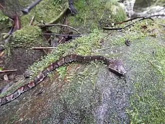 Description de l'image Bothrocophias microphthalmus 6170928.jpg.