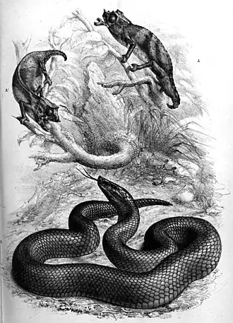 Description de l'image Bothrolycus ater.jpg.