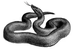 Description de l'image Bothrolycus ater cutted.jpg.