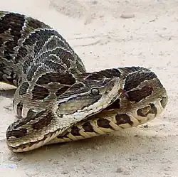 La yarará grande ou bothrops alternatus peut occasionner des envenimations graves. Il peut atteindre 170&nbsp;cm de longueur.