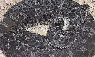 Description de l'image Bothrops ammodytoides.jpg.