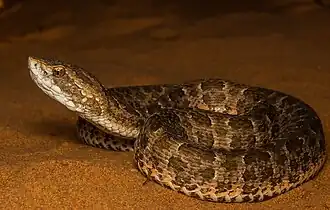 Description de l'image Bothrops itapetiningaea.jpg.