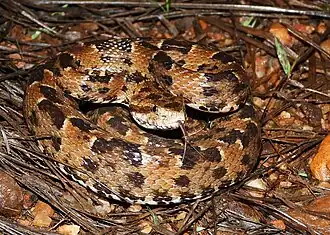 Description de l'image Bothrops marmoratus 450804471.jpg.
