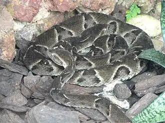 Description de l'image Bothrops moojeni - Jardim Zoológico de Brasília - DSC09978.JPG.