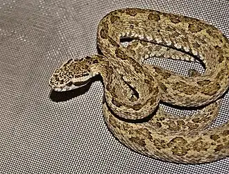 Description de l'image Bothrops venezuelensis by Danny Siwek.JPG.