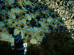 Détail de l’œil et des rosettes